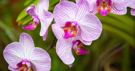 Kandy Royal Botanical Gardens