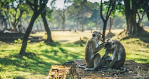 Meet the Monkeys - Polonnaruwa