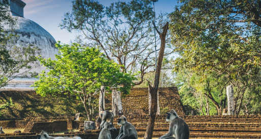 Meet the Monkeys - Polonnaruwa