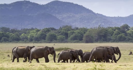 Elephants - Safari Jeep to Minneriya National Park