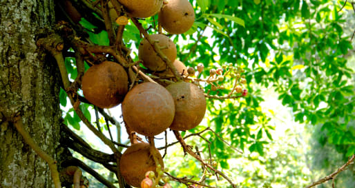 Organic Garden Tour & Cookery Demonstration - Ulagalla