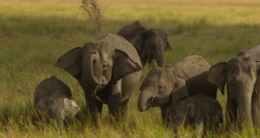 Elephant Asian Elephant Sri Lanka Elephant 
