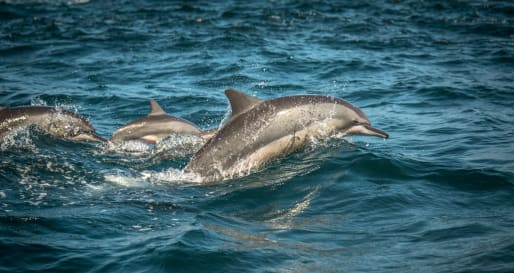 Whale and Dolphin Watching  