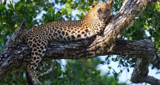 Lazing Leopard - Lazy Days and Leopards on Sri Lanka's South Coast