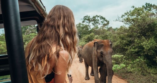 Safari  