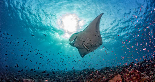 Manta Ray Excursion at Soneva Fushi