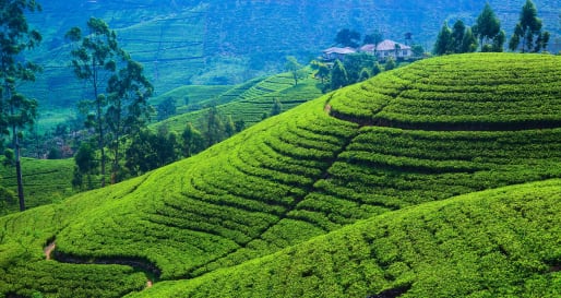 Tea Fields - Sri Lanka in Style
