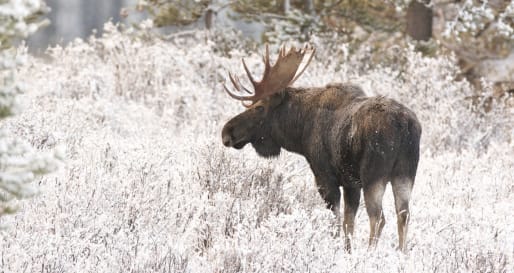 Moose - Arctic Wildlife Safari by Snowmobile