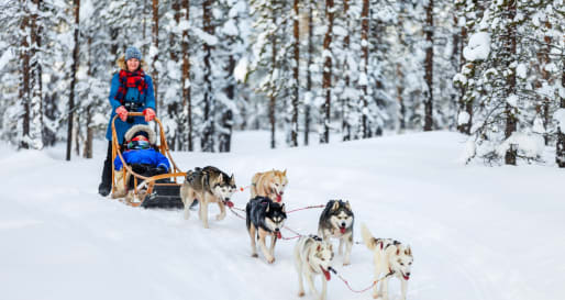 Husky sled - Husky Sledding at Pine Bay Lodge