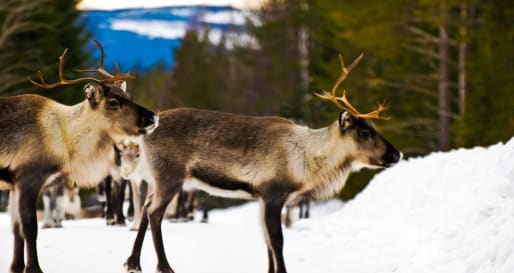 Sami reindeer experience at Brändön Lodge 