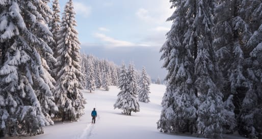Snowshoeing - Snowshoe Walk at Treehotel