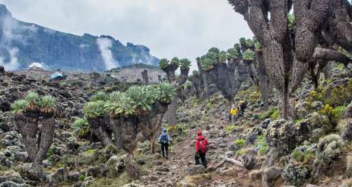 Trekking - Lemosho Route