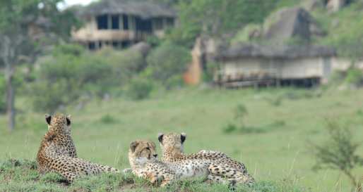 Cheetahs 