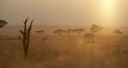 Tarangire Park - Oliver's Camp