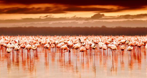 Flamingos - Go Flamingo Watching on Lake Manyara