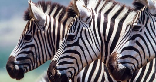 Zebra 