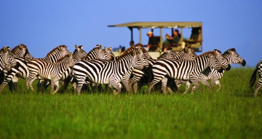 Zebra in the Serengeti 