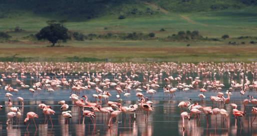 Ngorongoro Crater game drive