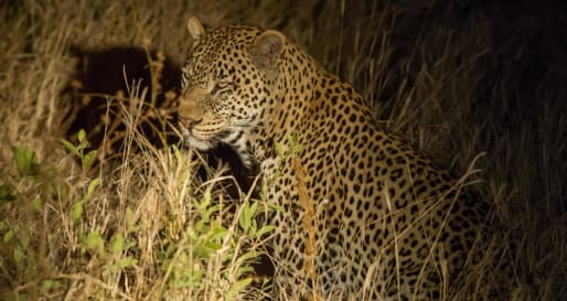 Night Drives in the Tarangire