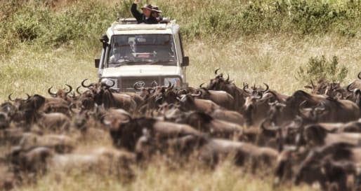 Search for the migration herds