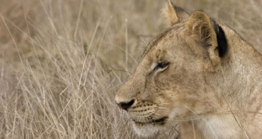 Searching for big cats in Ruaha
