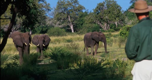 Selous walking safari