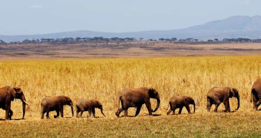 Elephant Migration - Wildlife in the Tarangire