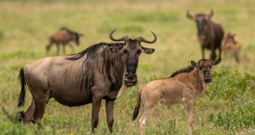 Wildebeest and calf  