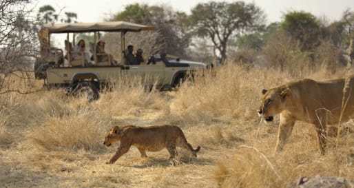 Game drives- lion spotting