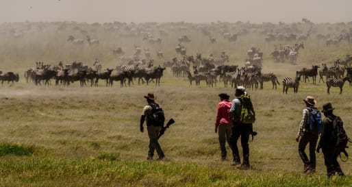 Walking with migration herds
