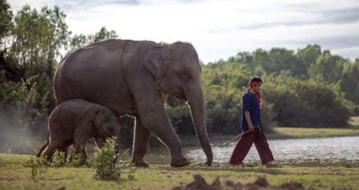 Elephants - Walking with Giants