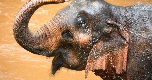 Elephant Bathing - Elephant Discovery Camp