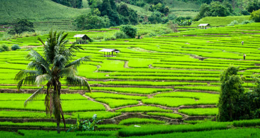 Jungle in Thailand 