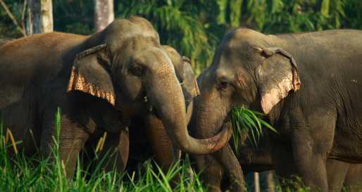 Elephants