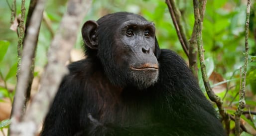 Chimp - Chimp trekking in Kibale Forest