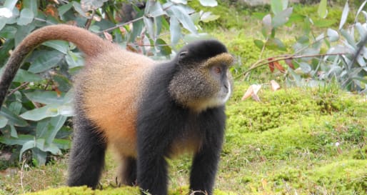 Golden Monkey - Golden Monkey trekking