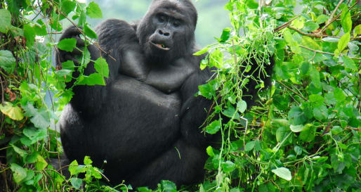 Mountain Gorilla - Gorilla Trekking in Uganda