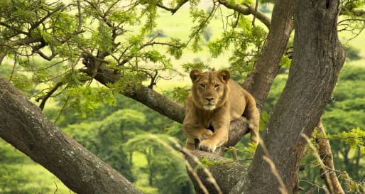 Lion  - The Wonders of Western Uganda