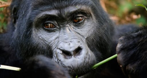Gorilla - Ultimate Uganda