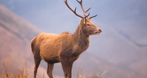 Red deer 
