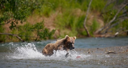 Bear Viewing - Bear Viewing in Katmai National Park