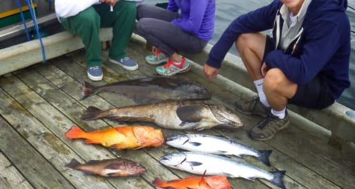 Fishing - Fishing in Kachemak Bay