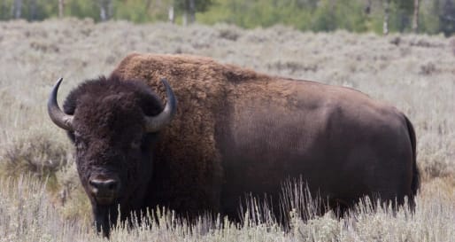 Grand Teton Wildlife Safari  