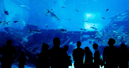 Monterey Aquarium 