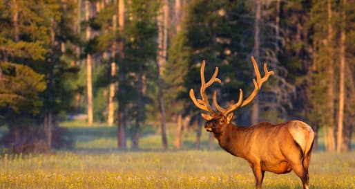 Yellowstone wildlife  