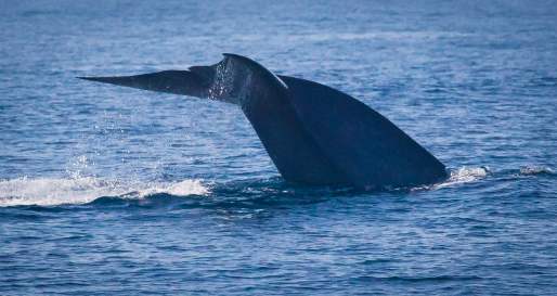 Whale Watching Santa Barbara 