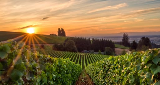 Vineyard in Willamette Valley 