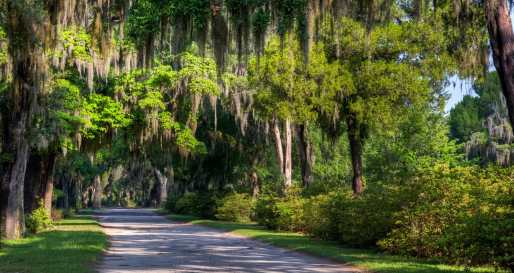 Spanish Moss - Classic Georgia and South Carolina
