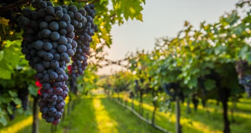 Napa Valley Vineyards - San Francisco, Napa & Sonoma 