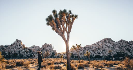 Joshua Tree National Park  